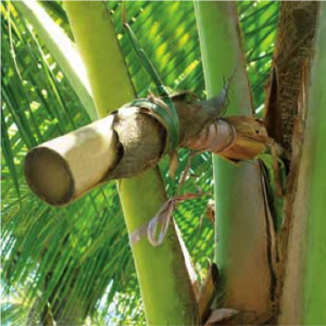 How Coconut sugar is made