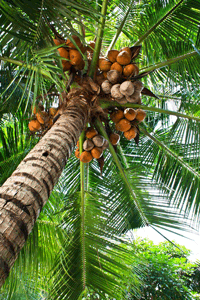 Coconut Tree